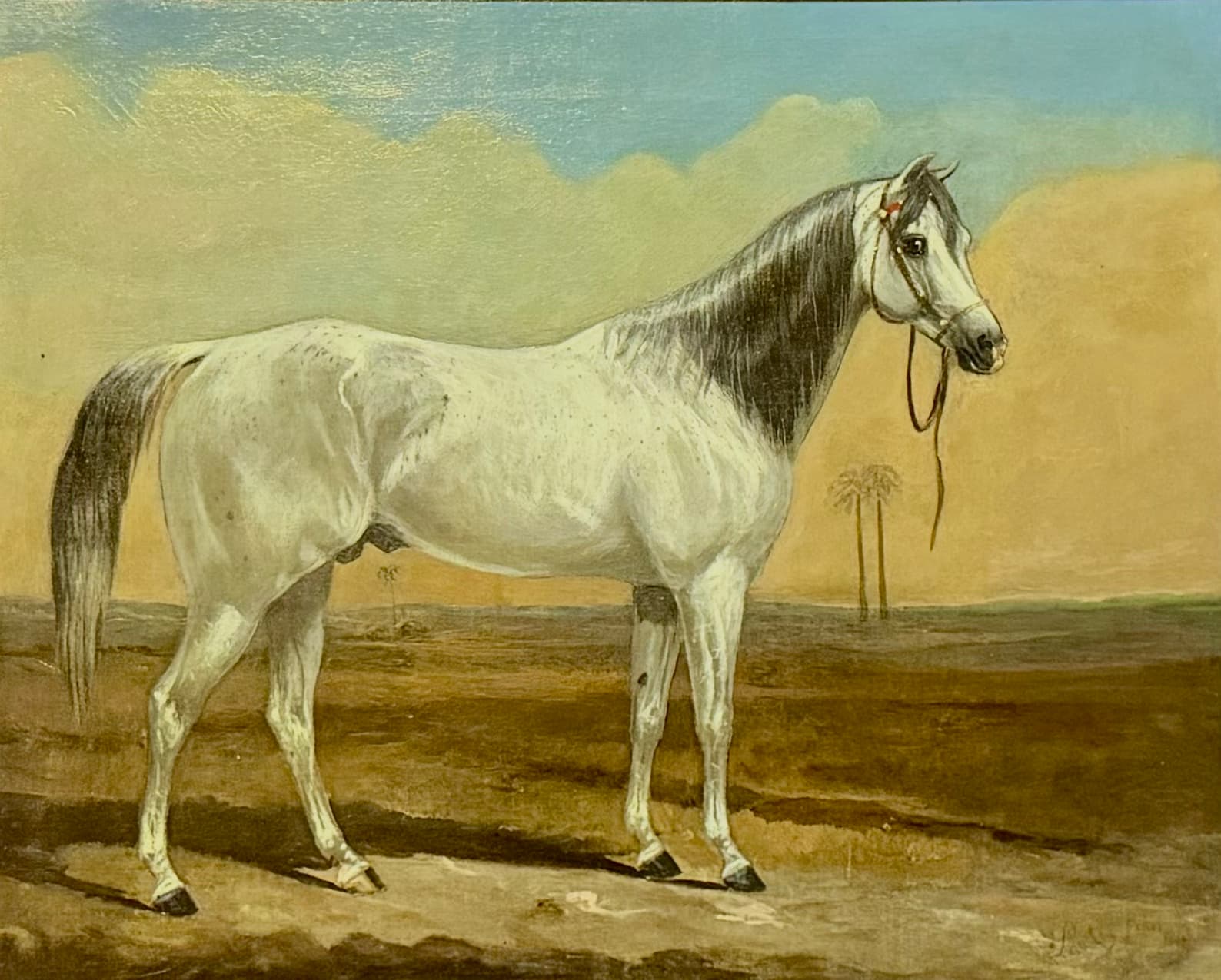 The Arabian Horse