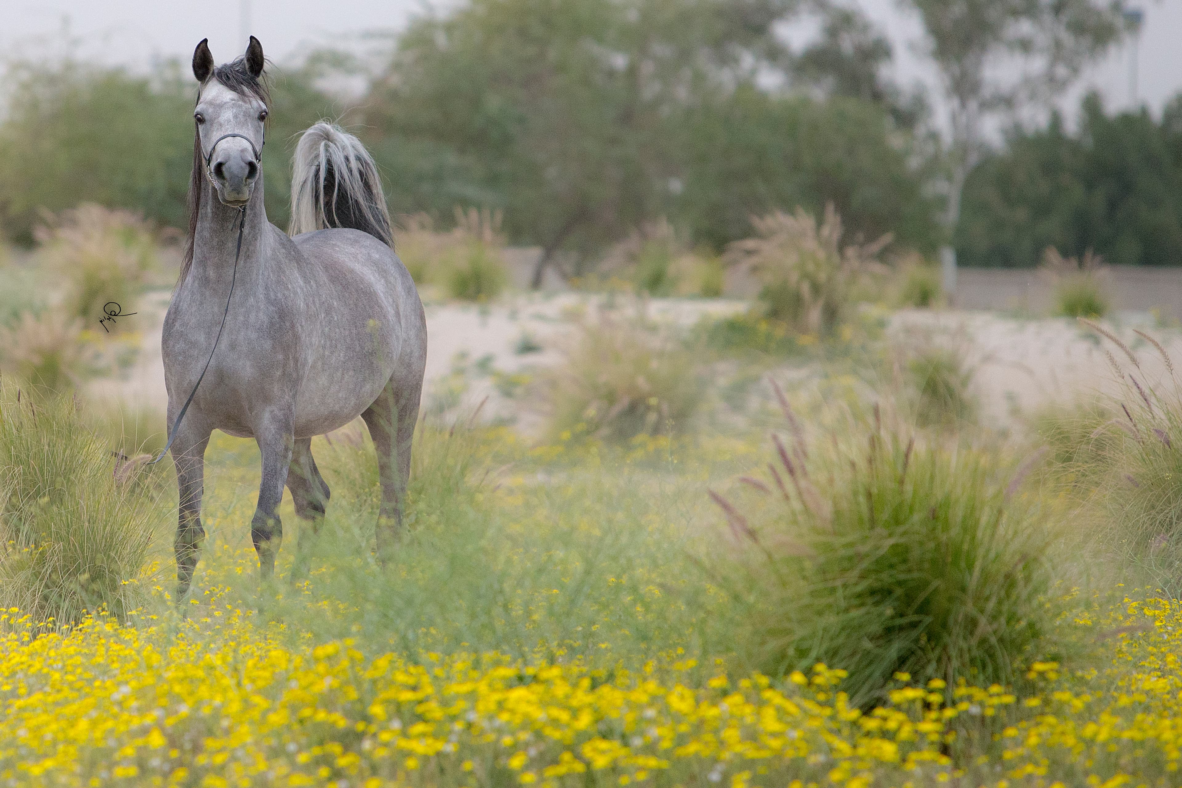 An Arabian horse in a flowered meadow